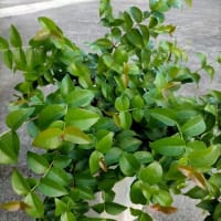 食べたら植える