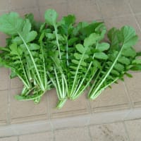 チンゲン菜の植え付け　今日の収穫