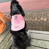 今日も暑い、ベス🐕‍🦺の散歩はサマースタイル