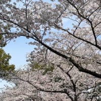 0405さくらさくさくら