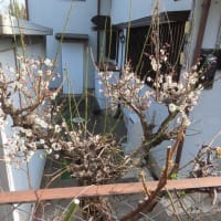 近所の梅模様