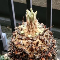 「蘇鉄の新芽」が出てきました