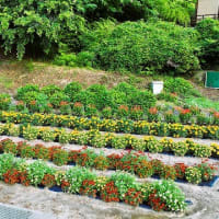 「地域ぐるみでむらじゅう花ざかり事業」の大日向区北平常会の花畑の風景＆長野県河川協会評議員会＆長野県治水砂防協会理事会