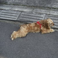 お父さんと散歩で～す。