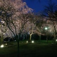 毎年恒例♪♪夜桜を楽しみました。