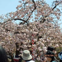 造幣局の通り抜け