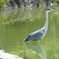 バンの幼鳥