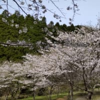 令和６年　冠岳　桜　いちき串木野市