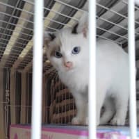 転勤、生活環境の変化、増える保護猫たち　23匹紹介