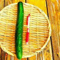 きゅうり、採れ始めました！
