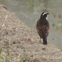 季節の変わり目―ミヤマセセリ