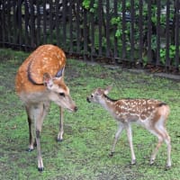 特別展「超国宝」（奈良国立博物館）に行ってきました！ 会期は6月15日（日）まで（2025 Topic）