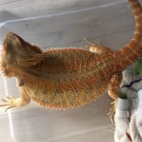 フトアゴヒゲトカゲの成長日記135日目～2ヶ月程！