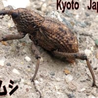 💻会社で救助した昆虫たち・・・仕事が思いっきり集中する事有りますか？