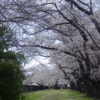 「軽井沢周辺」西軽井沢・医療センター・桜のトンネル～写真と短歌で綴る世界文化紀行