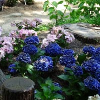 長居植物園の花菖蒲