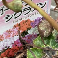 急にやばい雰囲気に