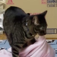 ルッコラの場所😃