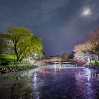桜づつみ公園の花筏
