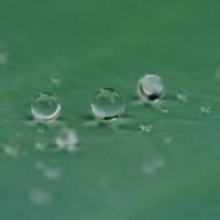 24日、十二坊蓮臺寺からの梅雨だより＆癌治療
