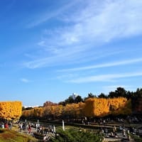 「黄葉・紅葉」／昭和記念公園
