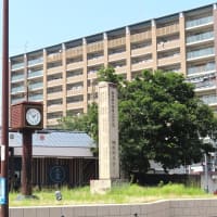富田林駅のエノキが危ない