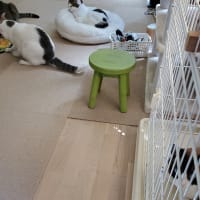 はっちゃん、出してもらえるのを待ってるよ