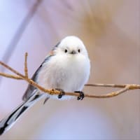 ぼく、シマエナガ😃　7月1日
