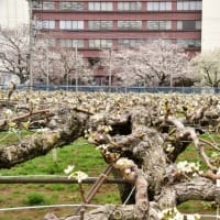 桜花と梨花
