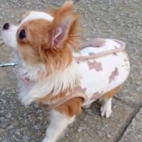 愛犬himeちゃん、お散歩デビュー