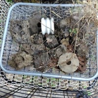 この猛暑の中を…吟行会？ナント物好きな…