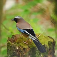 お山のカケス