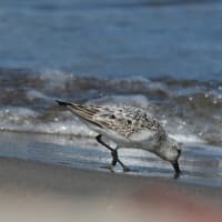 ミユビシギ・冬羽　採餌