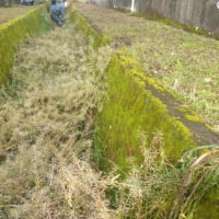 晴れてよかった！今日は恒例の排水溝の清掃！ この草の名前を知っている人いたら教えて欲しいです！