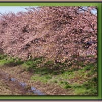     新川の河津桜