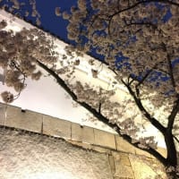 大阪城　桜のすそに　衣替え