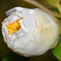 鉢植えの椿（１３）「加茂本阿弥」