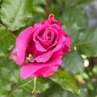 バラの開花状況・咲き始め　25.5.7　