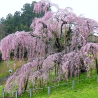 三春の滝桜でとても綺麗でした。