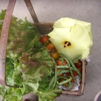 いよいよ37度突破