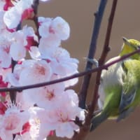 春の光の杏とメジロ