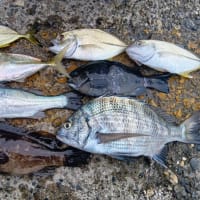 久しぶりの更新　釣り釣り釣り