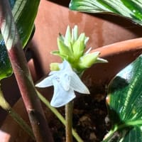 巻き巻き。
