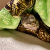 ☆ホシガメ☆毎日スヤスヤ～(*_ _)zzZ