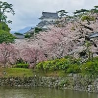4月12日、小田原では桜が見頃を迎えております♪