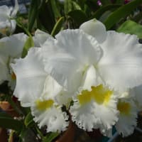 C. Lynn Spencer ' Cha '　（株No.2453）