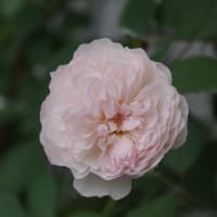 梅雨は明けていない