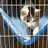 お気に入りを捨てられてご立腹かな？🙀