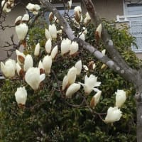 春を告げる好きな花
