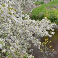 野川の春